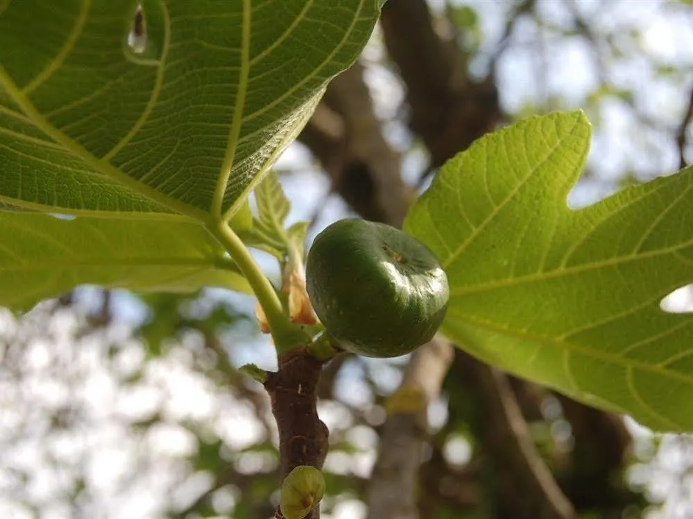 Affittacamere La Spiga D'Oro Pozzo