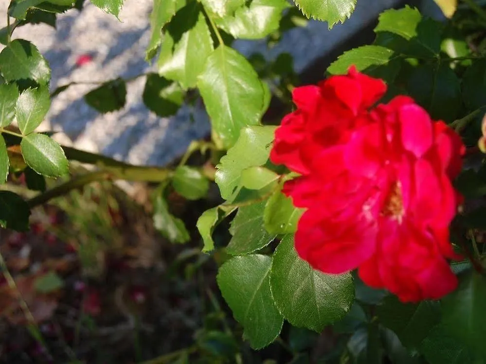 Country house La Spiga D'Oro Guest House Pozzo  Italy