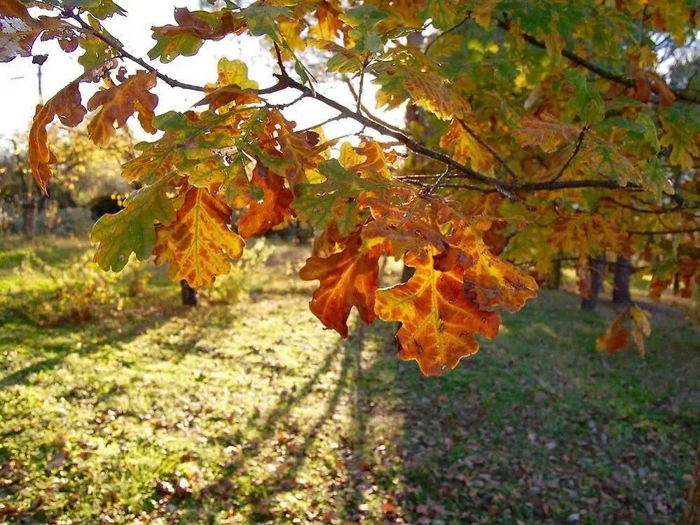 Country house La Spiga D'Oro Guest House Pozzo